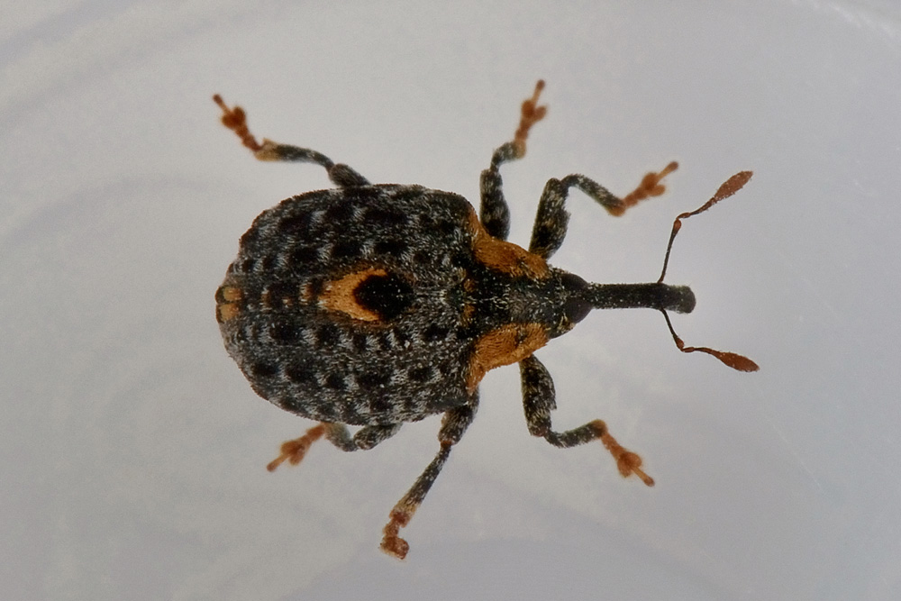 Cionus tuberculosus